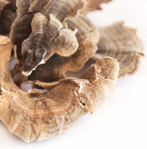 BUY TURkEY TAIL