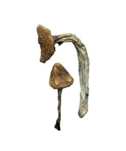 Jedi Mind Fuck Magic Mushrooms