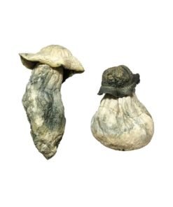 Albino Penis Envy Magic Mushrooms