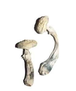 Avery’s Albino Magic Mushrooms