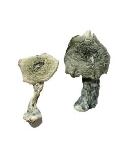 Albino Cambodians Magic Mushrooms