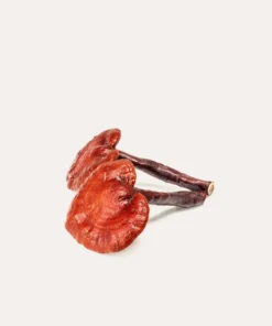 Reishi