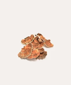 Turkey Tail
