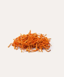 Cordyceps