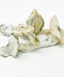 Albino A+ Mushrooms