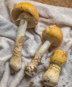 Amanita Muscaria Spores