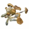 B Shrooms jpg