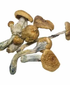 B+ Magic Mushrooms