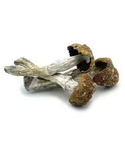 African Transkei Mushrooms