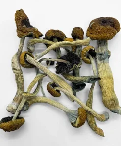 Malabar Magic Mushroom