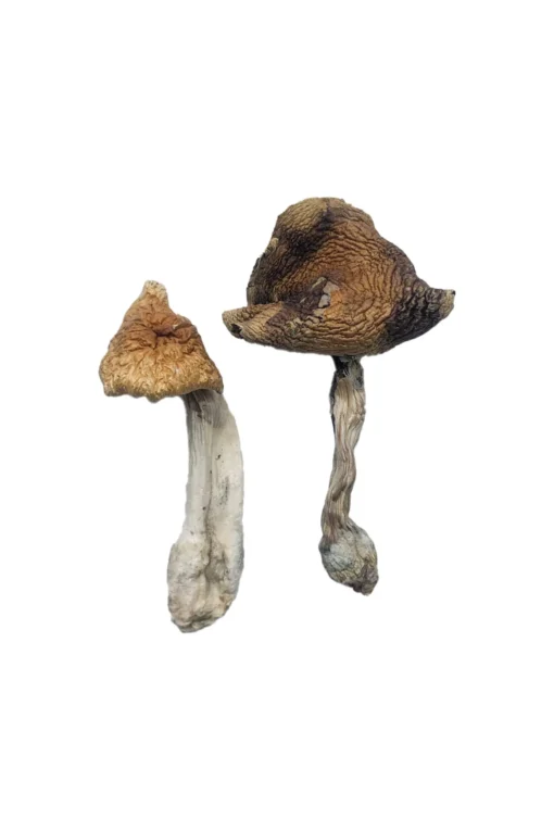 Hawaiian Magic Mushrooms 1 jpg