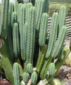 MESCALINE (Peyote)