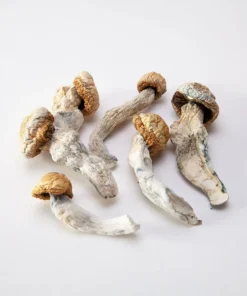 Penis Envy magic Mushrooms