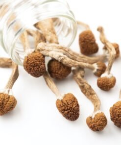 Amazonian Cubensis Mushroom