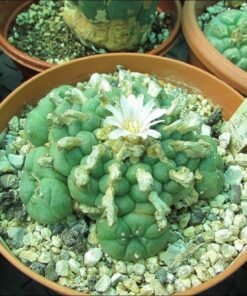 peyote