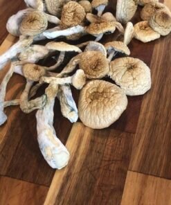 Costa Rican Magic Mushrooms