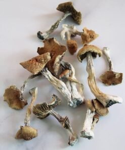 Melmac Penis Envy Mushrooms