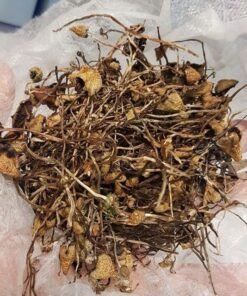 Psilocybe Cubensis
