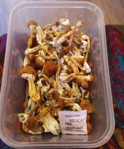 Mckennaii Mushroom