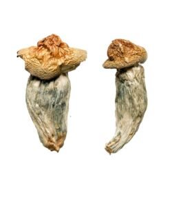 Psilocybe Hollandia