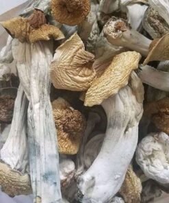 Ecuador Mushroom