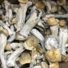 Penis Envy Magic Mushrooms for depression
