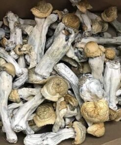 Penis Envy Magic Mushrooms for depression