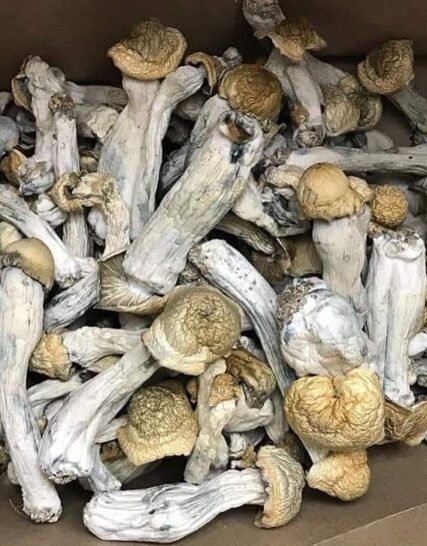 Penis Envy Magic Mushrooms for depression