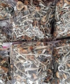 Golden Teachers Magic Mushrooms