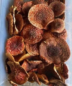 Amanita Muscaria