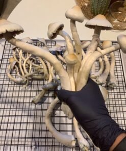 Daddy Long Legs Magic Mushrooms