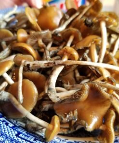Psilocybe Azurescens