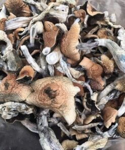 Blue Meanie Magic Mushrooms