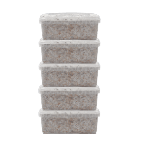 Magic mushroom grow kits