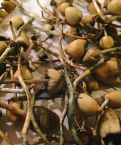 Liberty Caps
