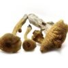 mushroom 1