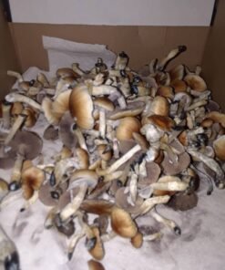 Golden Teacher Mushroom