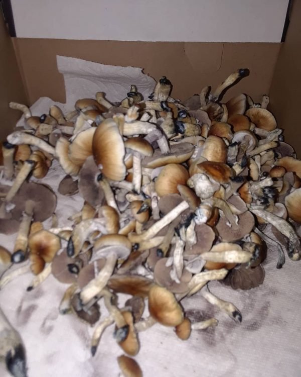 Golden Teacher Mushroom