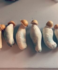 Penis Envy Mushroom